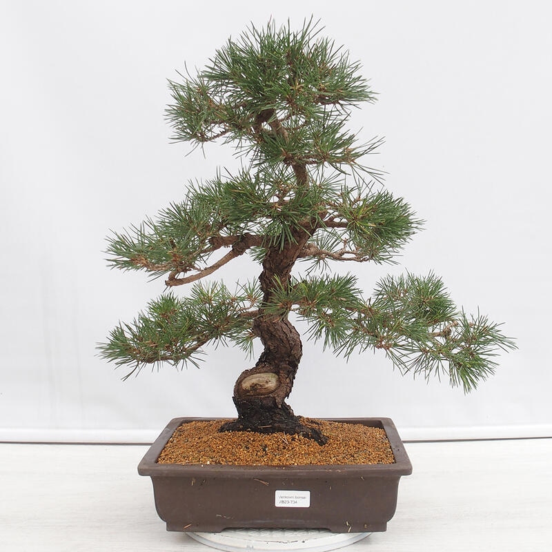 Venkovní bonsai - Pinus thunbergii - Borovice thunbergova