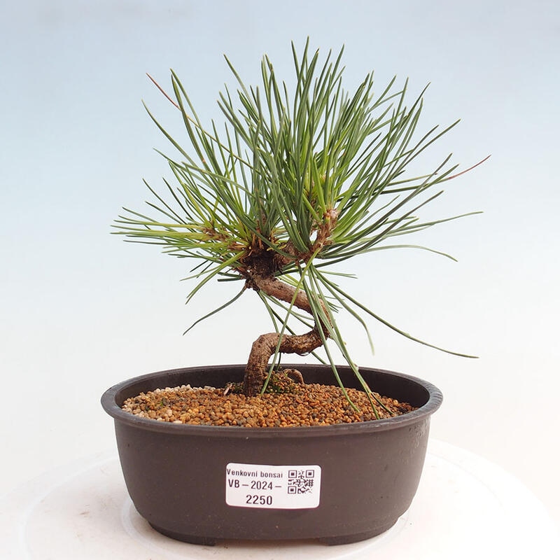 Venkovní bonsai - Pinus thunbergii - Borovice thunbergova