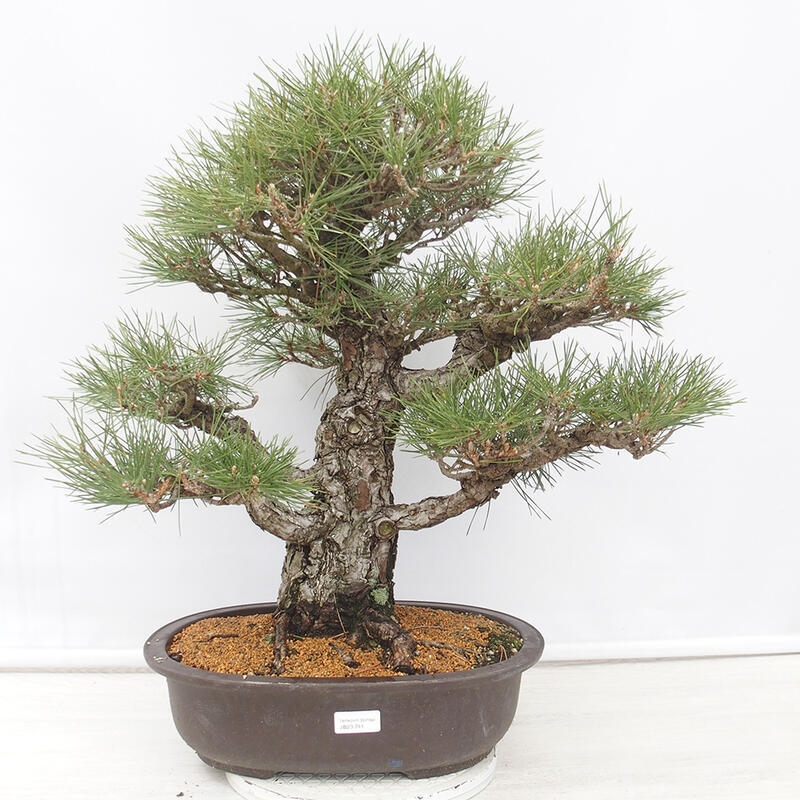 Venkovní bonsai - Pinus thunbergii - Borovice thunbergova