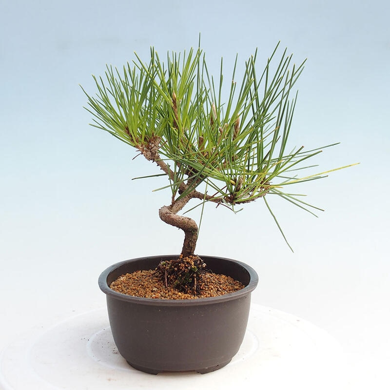 Venkovní bonsai - Pinus thunbergii - Borovice thunbergova