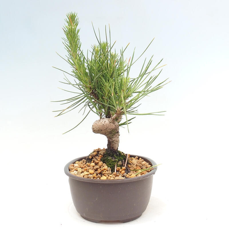 Venkovní bonsai - Pinus thunbergii - Borovice thunbergova