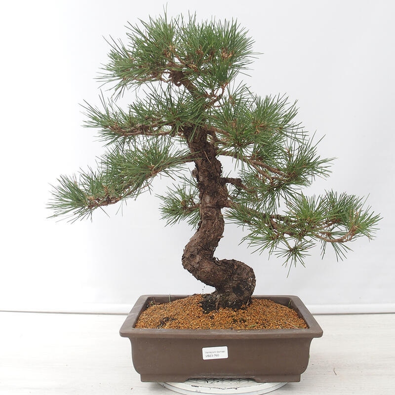 Venkovní bonsai - Pinus thunbergii - Borovice thunbergova