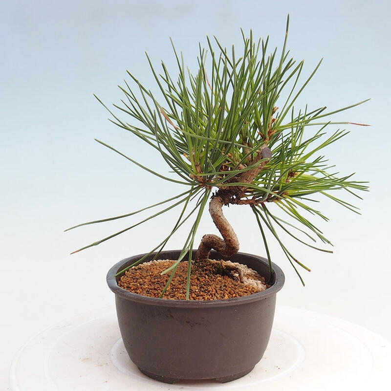 Venkovní bonsai - Pinus thunbergii - Borovice thunbergova