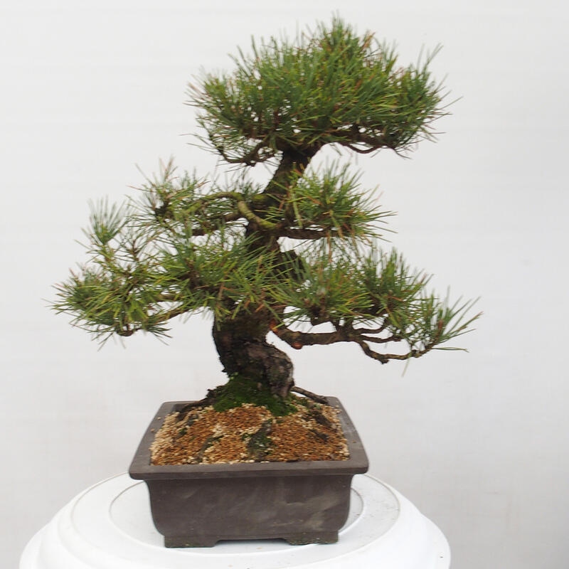 Venkovní bonsai - Pinus thunbergii - Borovice thunbergova