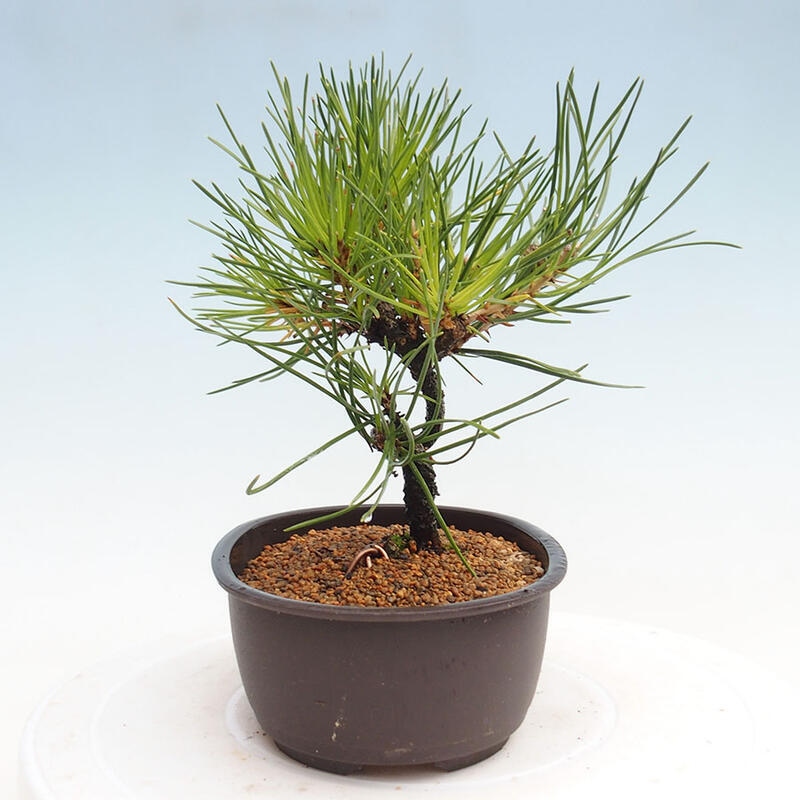 Venkovní bonsai - Pinus thunbergii - Borovice thunbergova