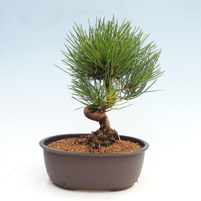 Venkovní bonsai - Pinus thunbergii - Borovice thunbergova