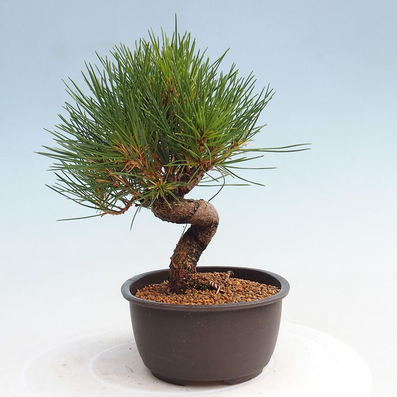 Venkovní bonsai - Pinus thunbergii - Borovice thunbergova