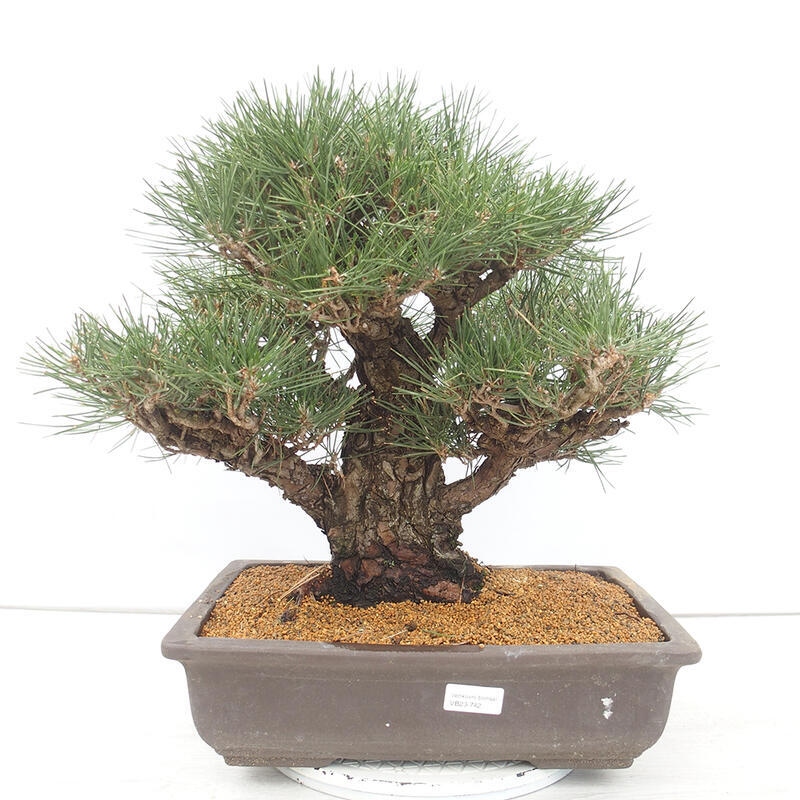 Venkovní bonsai - Pinus thunbergii - Borovice thunbergova