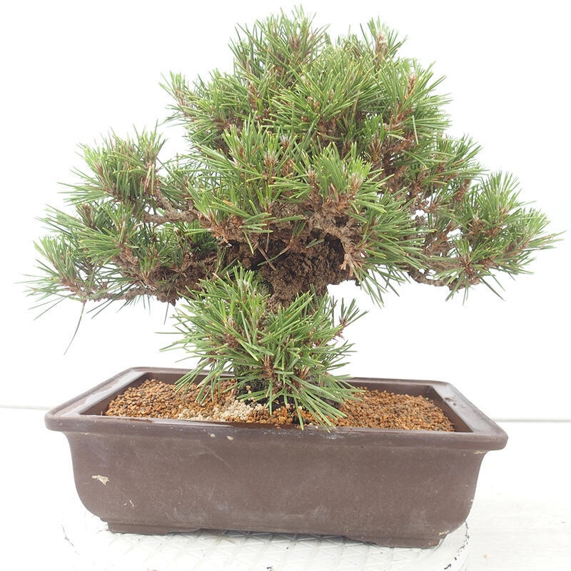 Venkovní bonsai - Pinus thunbergii - Borovice thunbergova