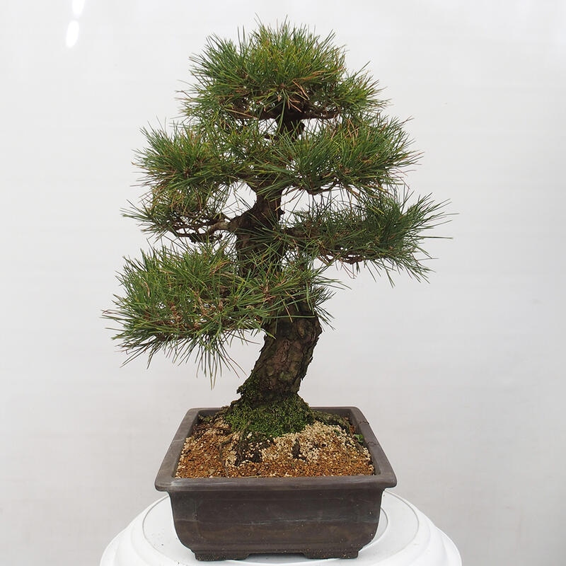 Venkovní bonsai - Pinus thunbergii - Borovice thunbergova