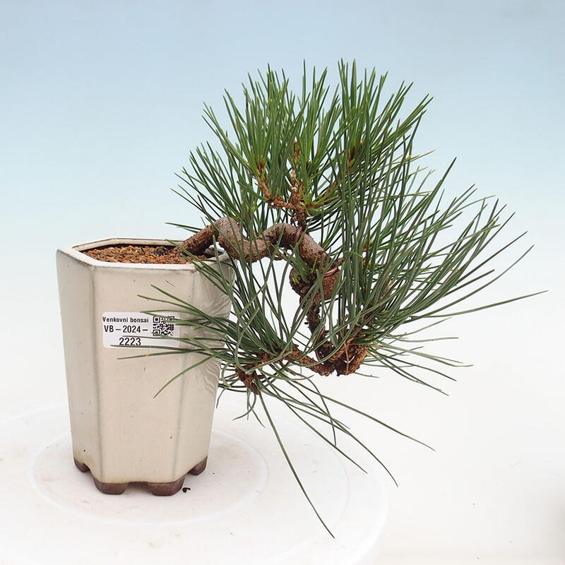 Venkovní bonsai - Pinus thunbergii - Borovice thunbergova