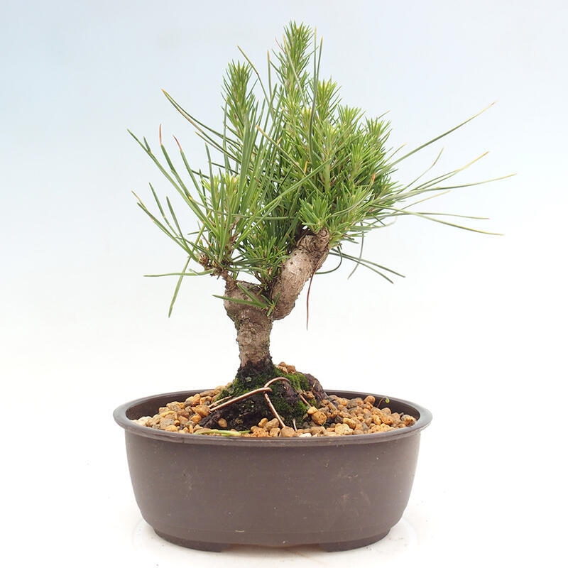 Venkovní bonsai - Pinus thunbergii - Borovice thunbergova