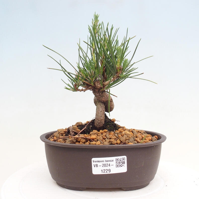 Venkovní bonsai - Pinus thunbergii - Borovice thunbergova