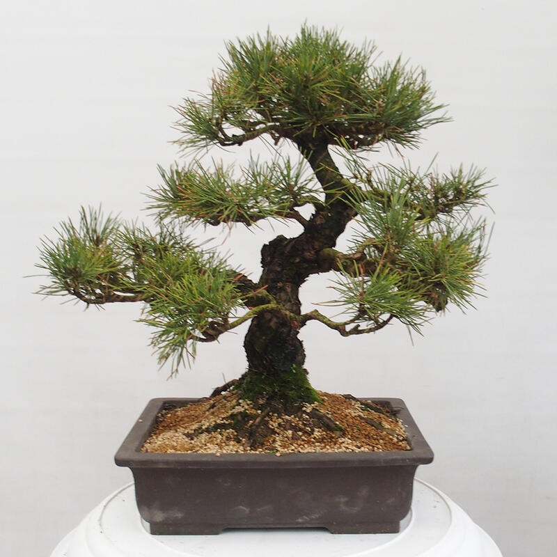 Venkovní bonsai - Pinus thunbergii - Borovice thunbergova