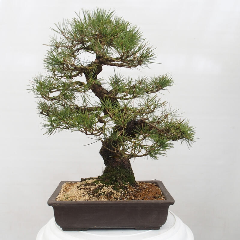 Venkovní bonsai - Pinus thunbergii - Borovice thunbergova