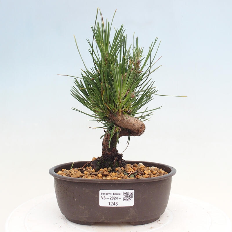 Venkovní bonsai - Pinus thunbergii - Borovice thunbergova