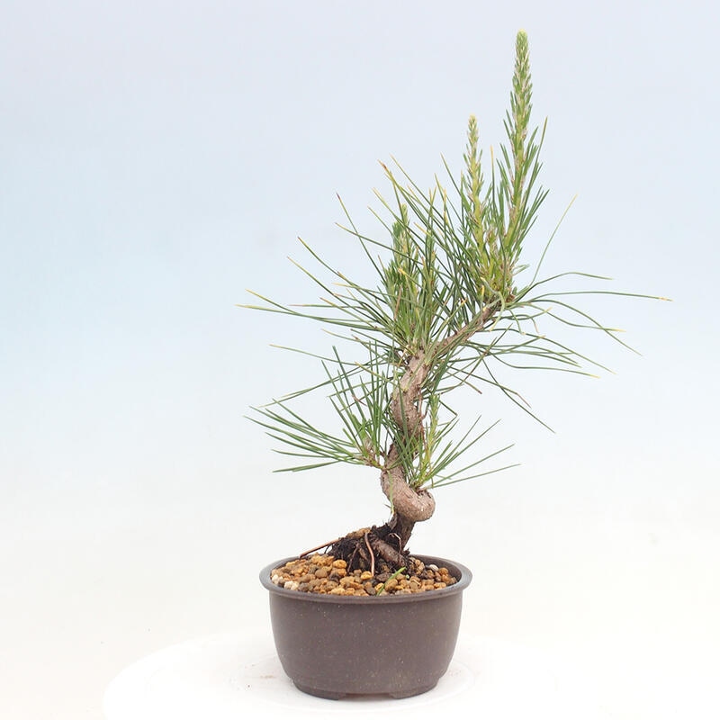 Venkovní bonsai - Pinus thunbergii - Borovice thunbergova