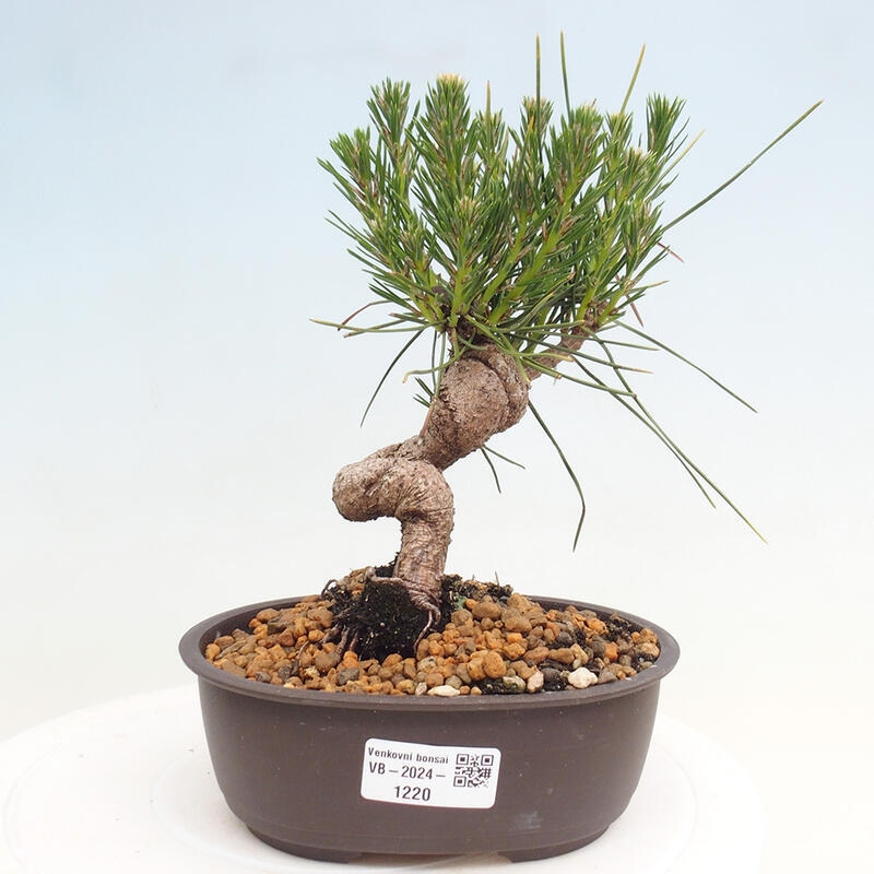 Venkovní bonsai - Pinus thunbergii - Borovice thunbergova