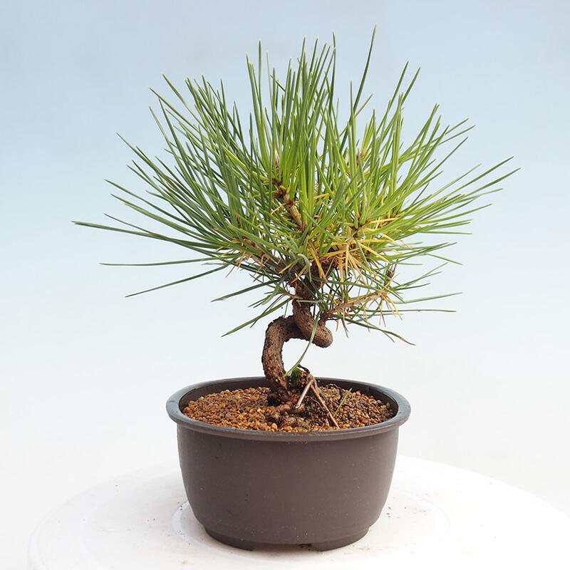 Venkovní bonsai - Pinus thunbergii - Borovice thunbergova