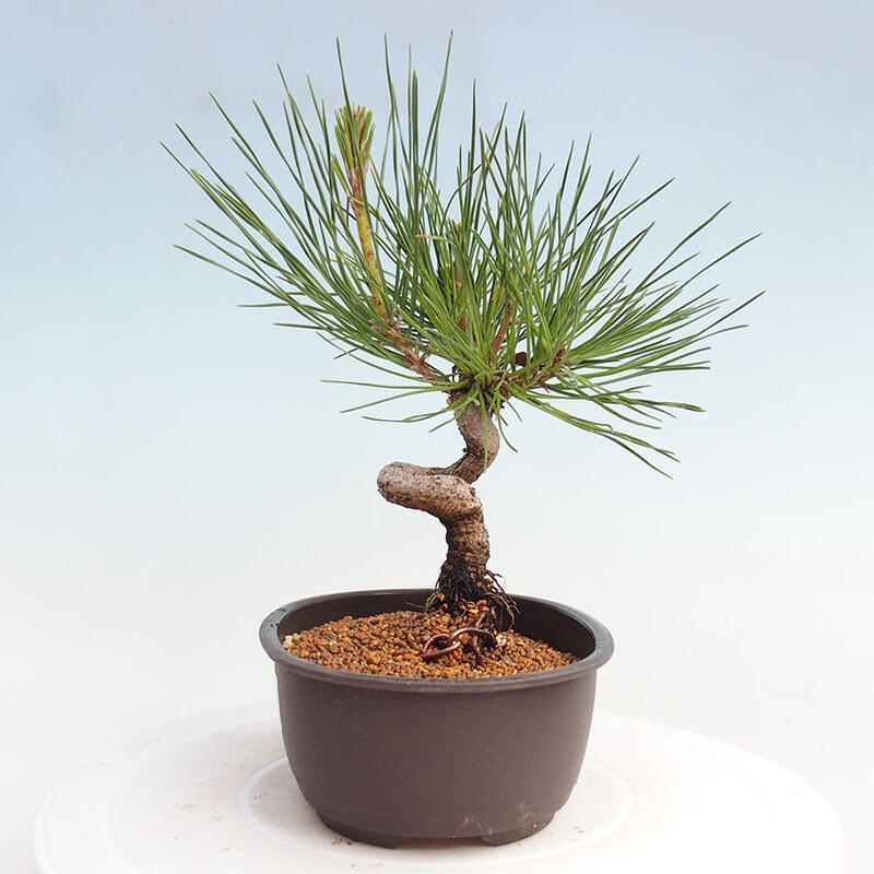 Venkovní bonsai - Pinus thunbergii - Borovice thunbergova