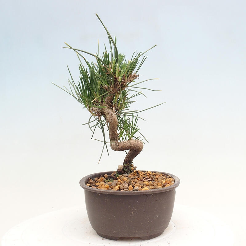 Venkovní bonsai - Pinus thunbergii - Borovice thunbergova