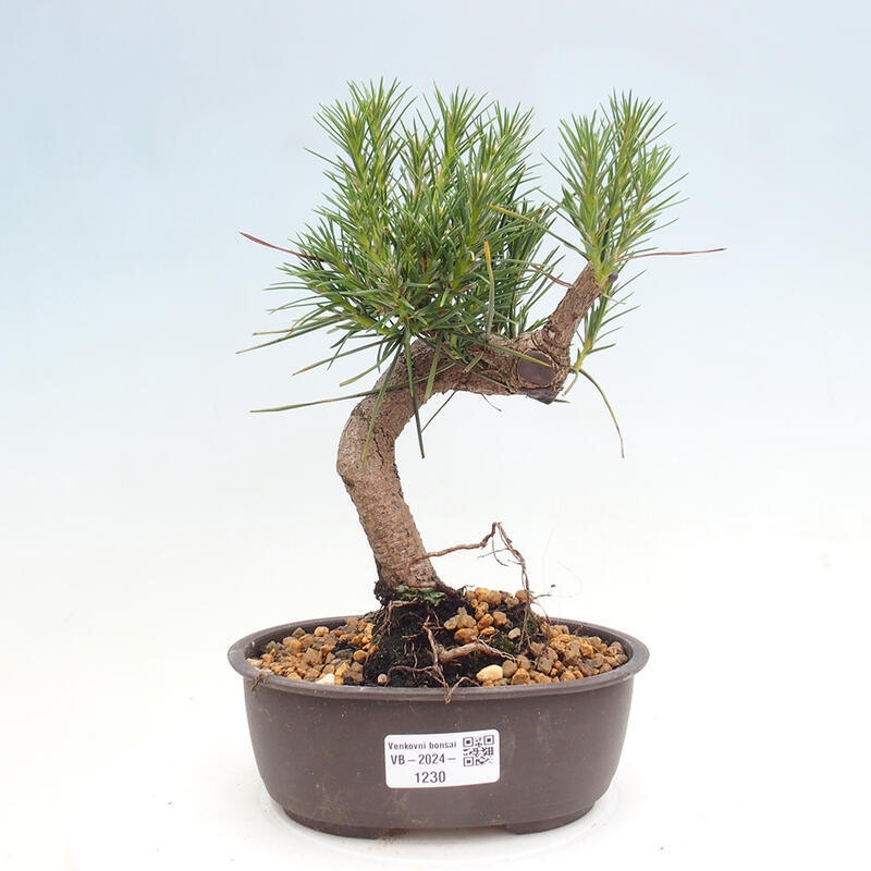 Venkovní bonsai - Pinus thunbergii - Borovice thunbergova