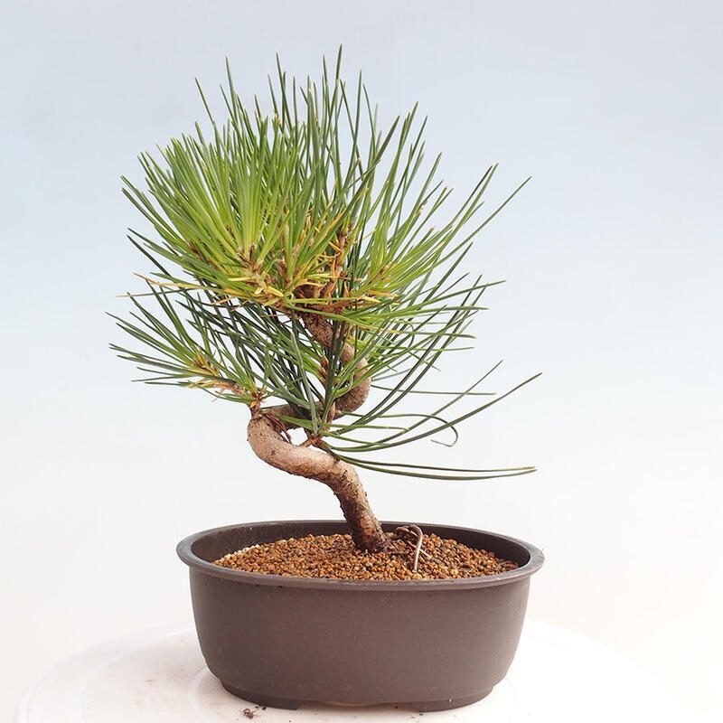 Venkovní bonsai - Pinus thunbergii - Borovice thunbergova