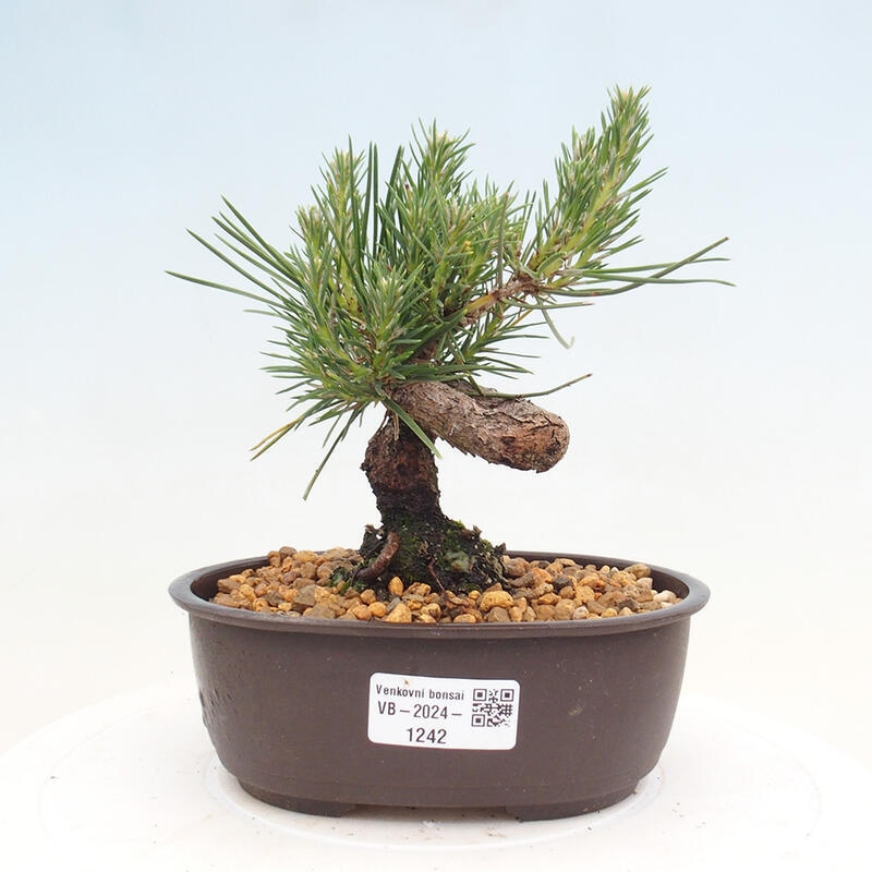 Venkovní bonsai - Pinus thunbergii - Borovice thunbergova