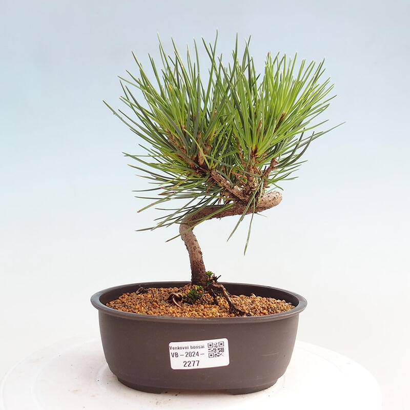 Venkovní bonsai - Pinus thunbergii - Borovice thunbergova