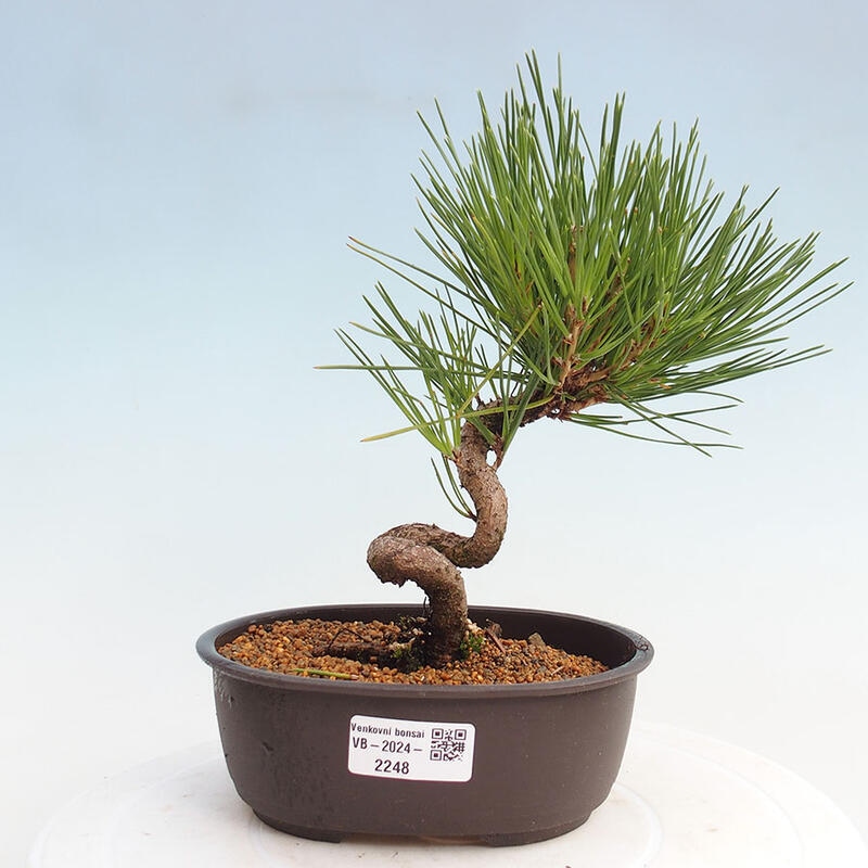 Venkovní bonsai - Pinus thunbergii - Borovice thunbergova