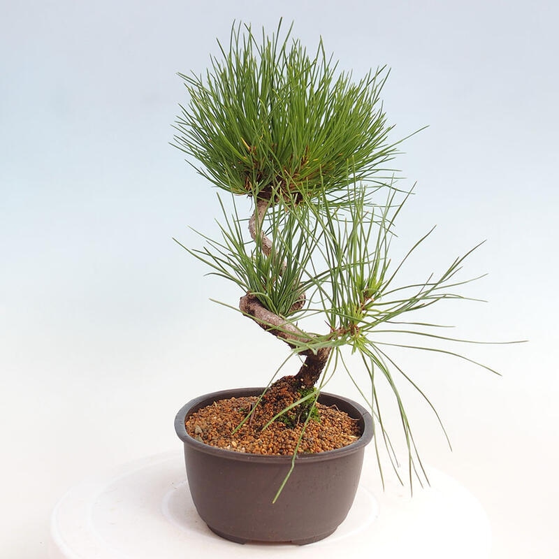 Venkovní bonsai - Pinus thunbergii - Borovice thunbergova