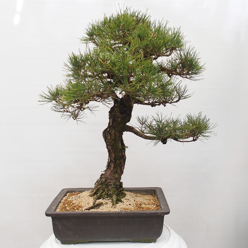 Venkovní bonsai - Pinus thunbergii - Borovice thunbergova