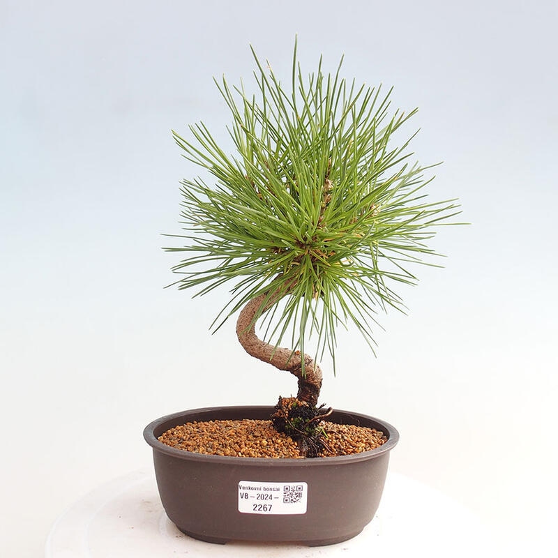 Venkovní bonsai - Pinus thunbergii - Borovice thunbergova