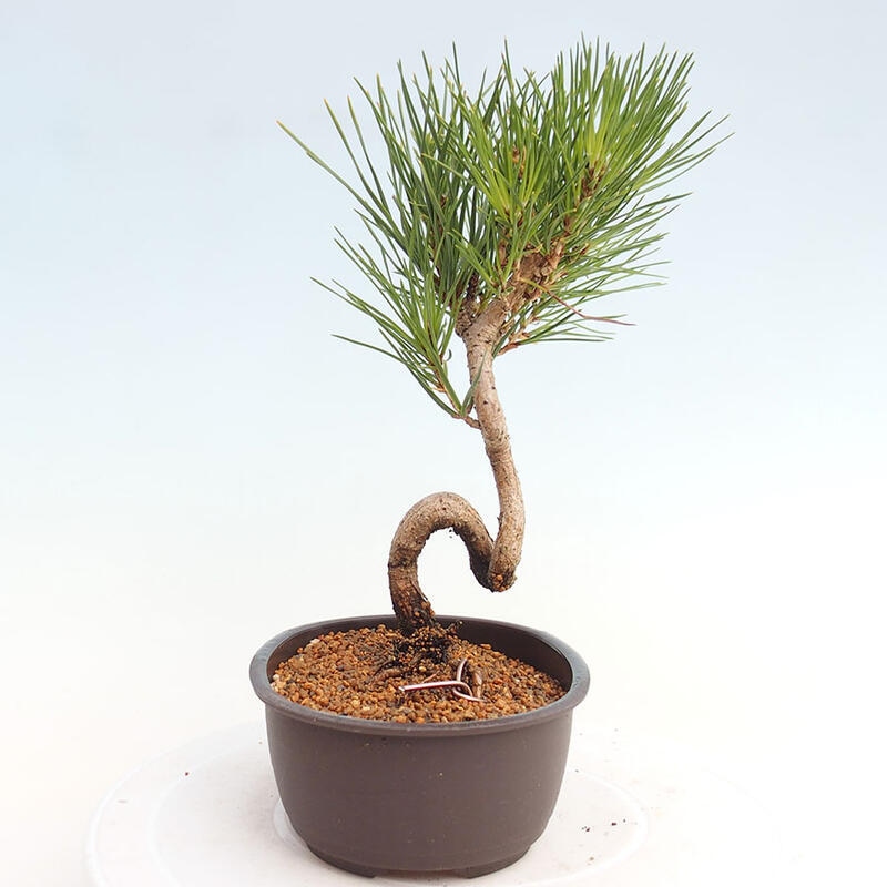 Venkovní bonsai - Pinus thunbergii - Borovice thunbergova