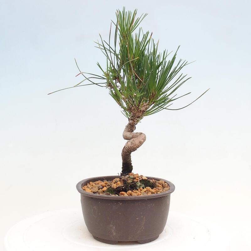 Venkovní bonsai - Pinus thunbergii - Borovice thunbergova