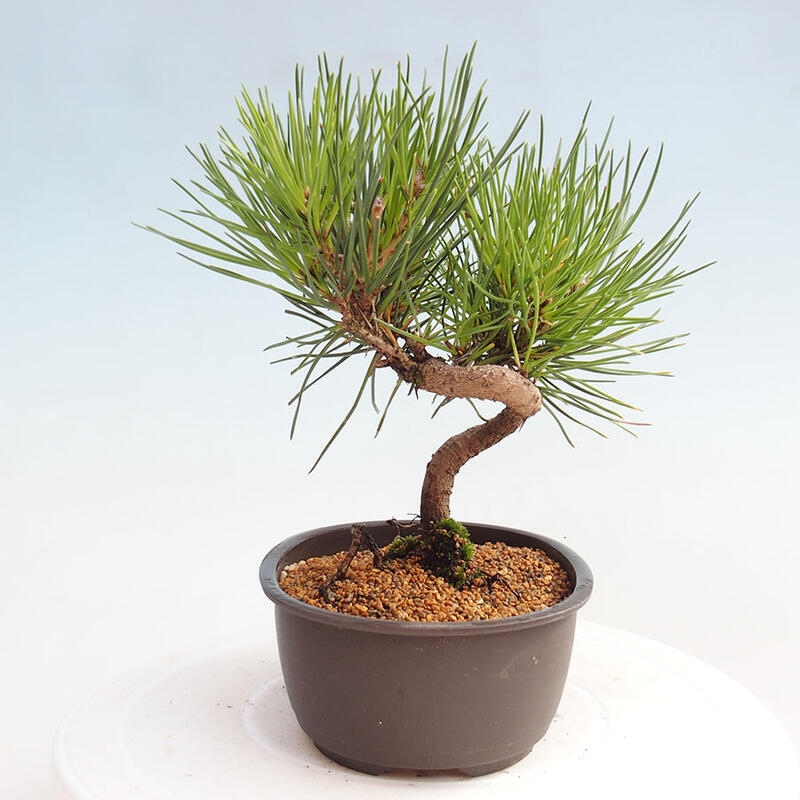 Venkovní bonsai - Pinus thunbergii - Borovice thunbergova