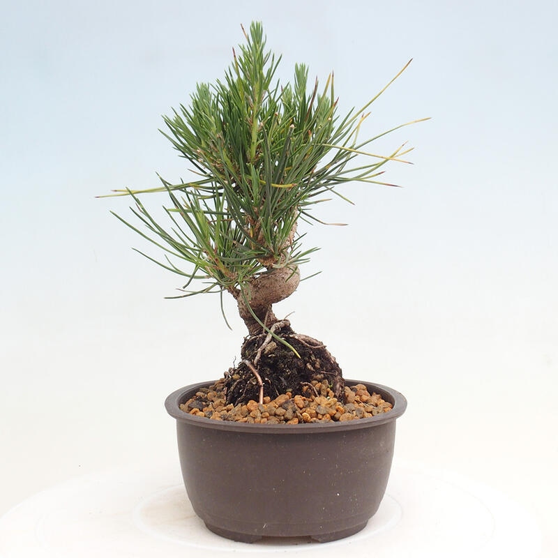 Venkovní bonsai - Pinus thunbergii - Borovice thunbergova