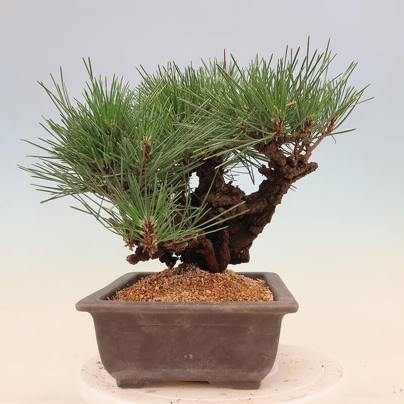 Venkovní bonsai - Pinus thunbergii corticosa - borovice korková