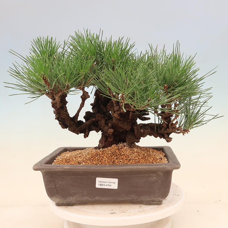 Venkovní bonsai - Pinus thunbergii corticosa - borovice korková