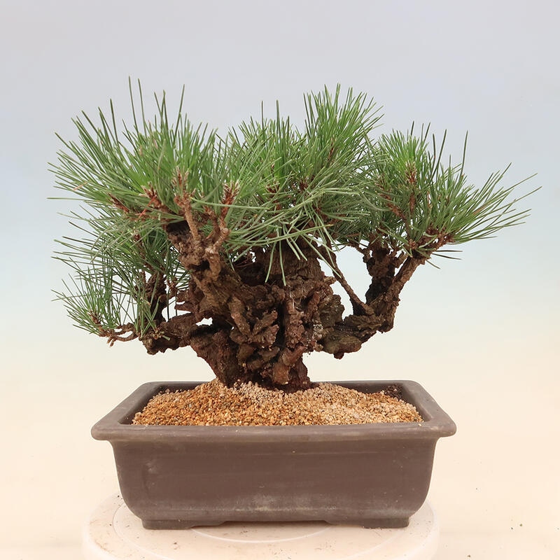 Venkovní bonsai - Pinus thunbergii corticosa - borovice korková