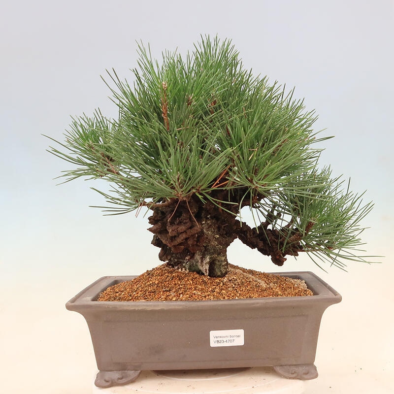 Venkovní bonsai - Pinus thunbergii corticosa - borovice korková