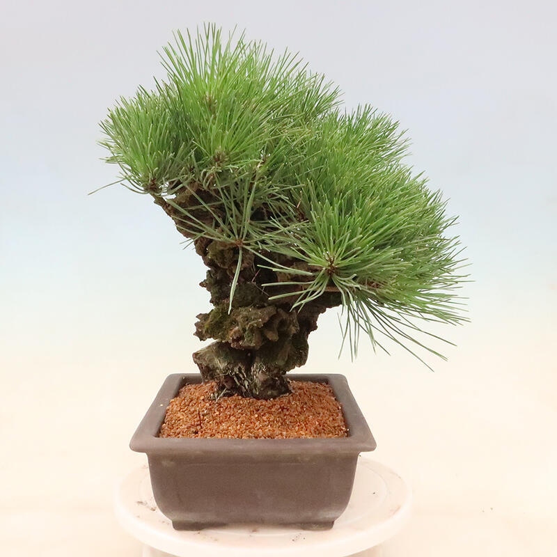 Venkovní bonsai - Pinus thunbergii corticosa - borovice korková