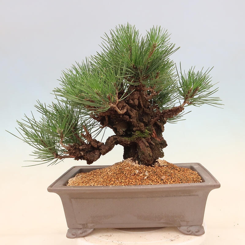 Venkovní bonsai - Pinus thunbergii corticosa - borovice korková