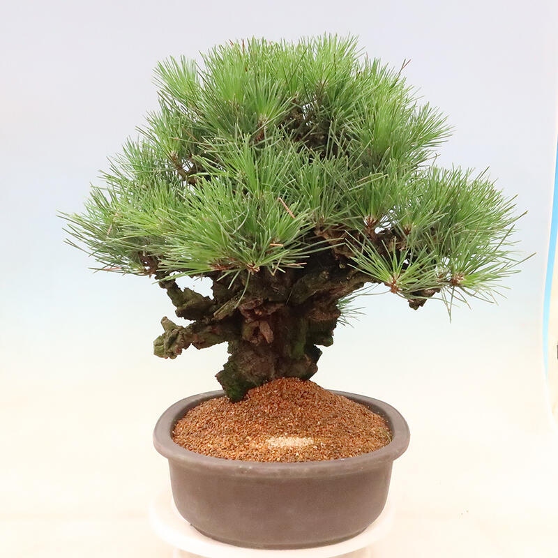 Venkovní bonsai - Pinus thunbergii corticosa - borovice korková