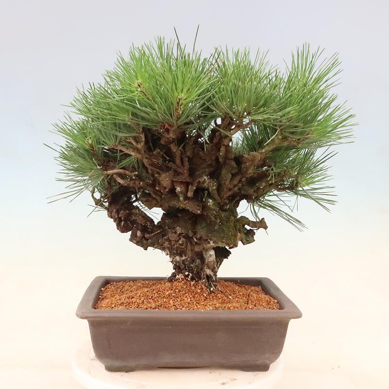 Venkovní bonsai - Pinus thunbergii corticosa - borovice korková