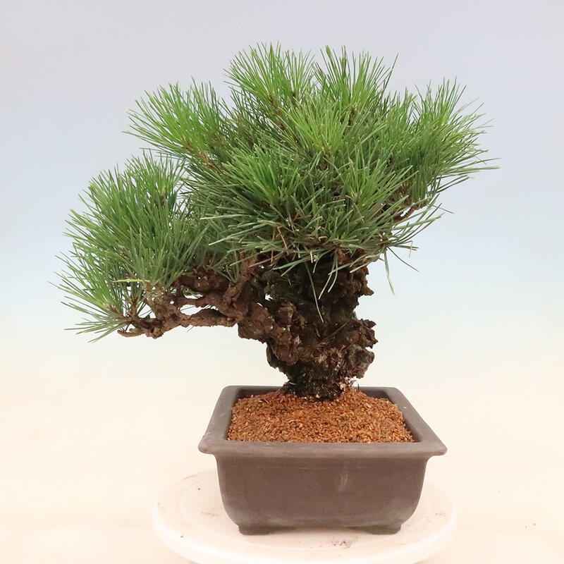 Venkovní bonsai - Pinus thunbergii corticosa - borovice korková