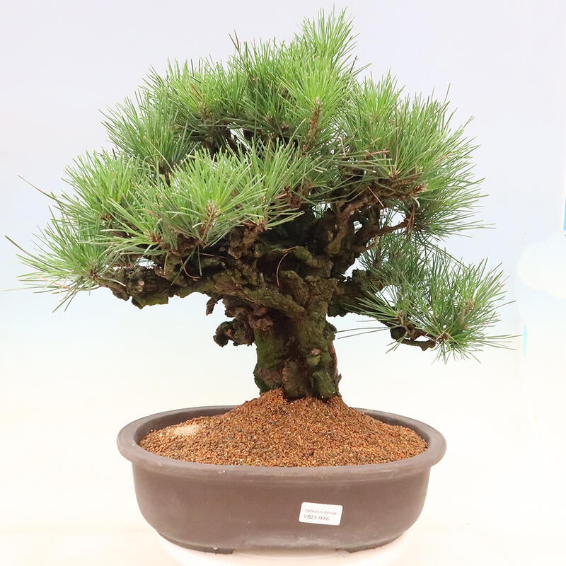 Venkovní bonsai - Pinus thunbergii corticosa - borovice korková