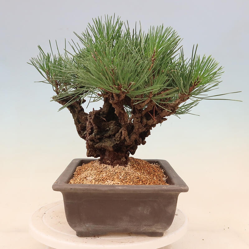 Venkovní bonsai - Pinus thunbergii corticosa - borovice korková