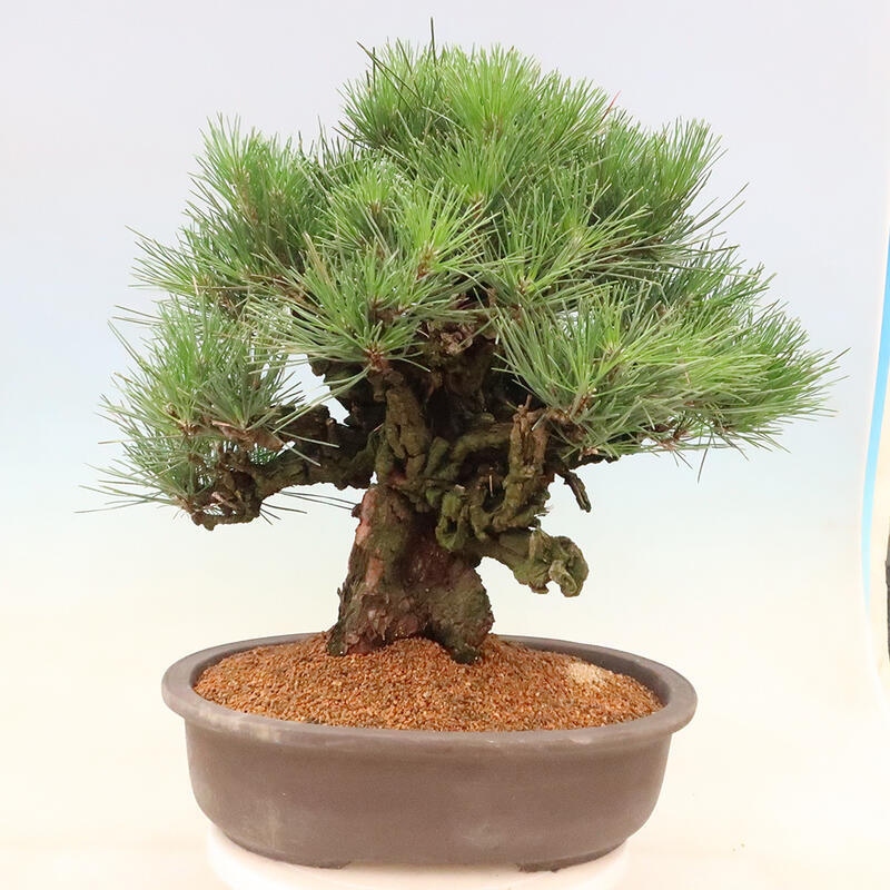 Venkovní bonsai - Pinus thunbergii corticosa - borovice korková