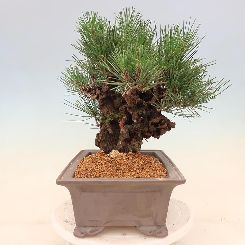 Venkovní bonsai - Pinus thunbergii corticosa - borovice korková